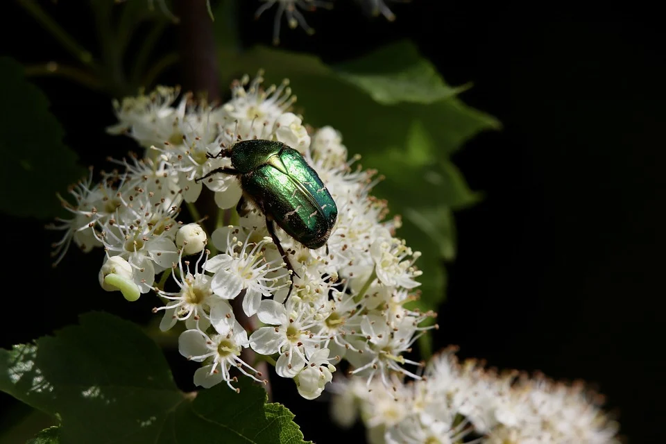 shiny-gold-rose-beetle-8744981_960_720.webp